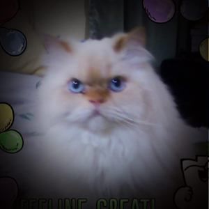 Meet your Posher, Julie